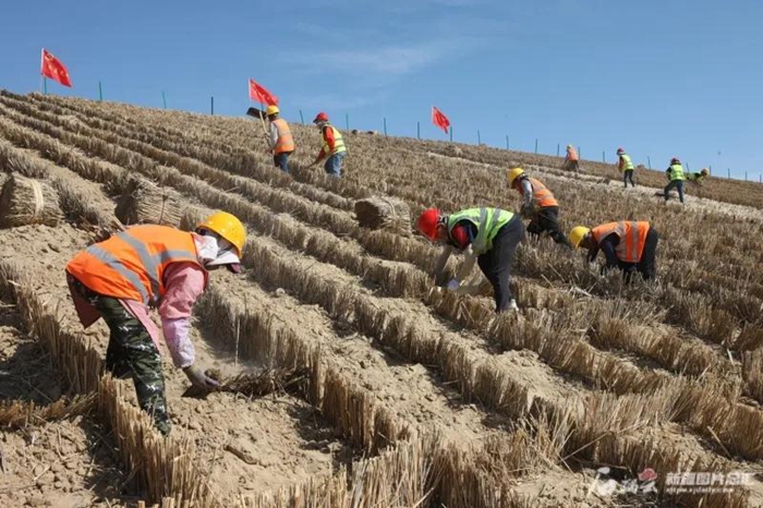 工人在阿勒泰至乌鲁木齐在建高速公路两旁构筑防风固沙的草方格